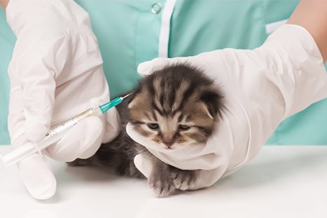 gatinho vacina